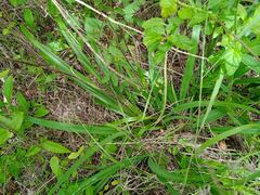Dianella adenanthera
