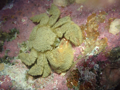 Hapalogaster cavicauda