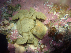 Hapalogaster cavicauda