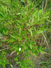 Wikstroemia indica