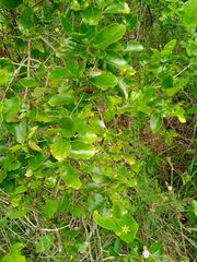 Jasminum simplicifolium