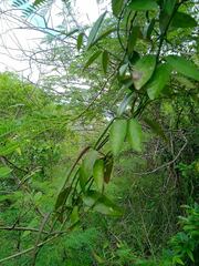 Vincetoxicum biglandulosum
