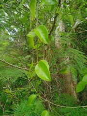 Vincetoxicum biglandulosum