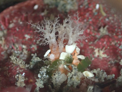 Lissothuria nutriens