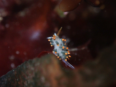 Diaphoreolis lagunae