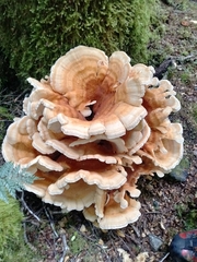 Bondarzewia kirkii