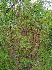 Wikstroemia indica
