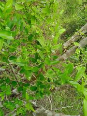 Jasminum simplicifolium