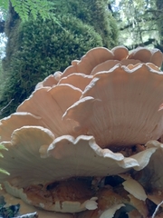 Bondarzewia kirkii