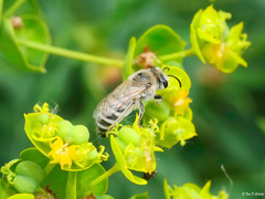 Colletes phaceliae