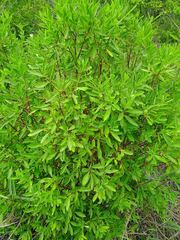 Wikstroemia indica