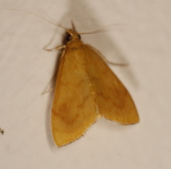Hyalobathra brevialis