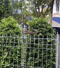 Callosciurus caniceps