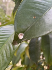 Cytaea