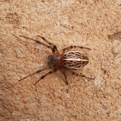 Alpaida veniliae