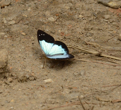 Lymanopoda caeruleata