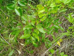 Glochidion billardierei