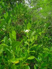 Gardenia urvillei