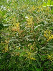 Acacia spirorbis