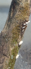 Truncospora wisconsinensis