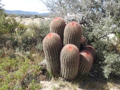 Ferocactus pilosus