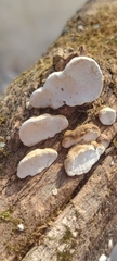 Truncospora wisconsinensis