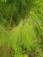 Casuarina collina