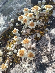 Leucogenes grandiceps