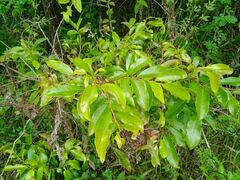 Glochidion billardierei