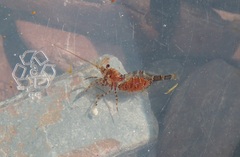 Eualus pusiolus