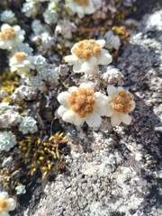 Leucogenes grandiceps