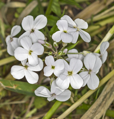 Hesperis matronalis