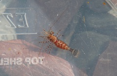 Eualus pusiolus