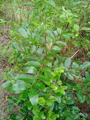 Glochidion billardierei