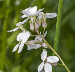 Hesperis matronalis
