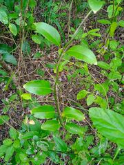 Jasminum simplicifolium