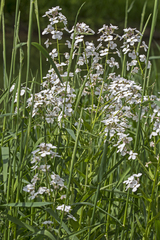 Hesperis matronalis