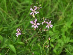 Cuphea campylocentra