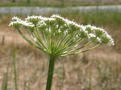 Seseli