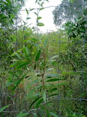Acacia spirorbis