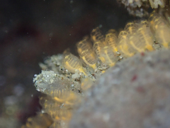 Pycnoclavella stanleyi