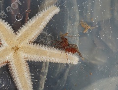 Eualus pusiolus
