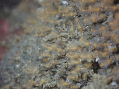 Pycnoclavella stanleyi