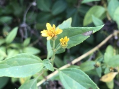 Wollastonia