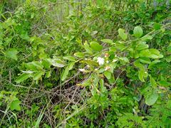 Jasminum simplicifolium