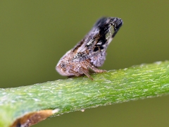 Ricaniidae
