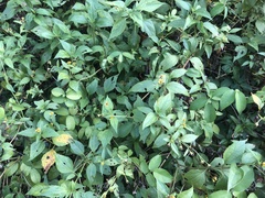 Wollastonia