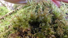 Plagiomnium venustum