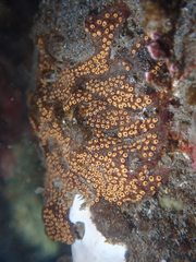 Botrylloides diegensis