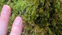 Plagiomnium venustum